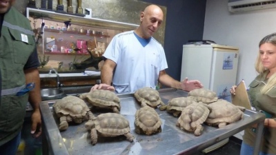 Ambiente recupera nueve tortugas mantenidas en cautiverio