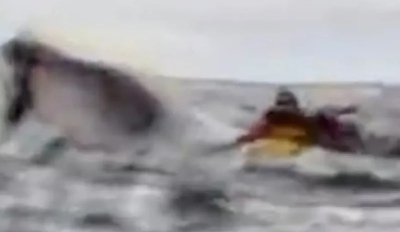 Joven kayakista es tragado y luego expulsado por una ballena jorobada
